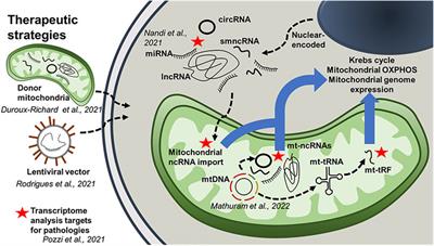 Editorial: Role of mitochondria-associated non-coding RNAs in intracellular communication